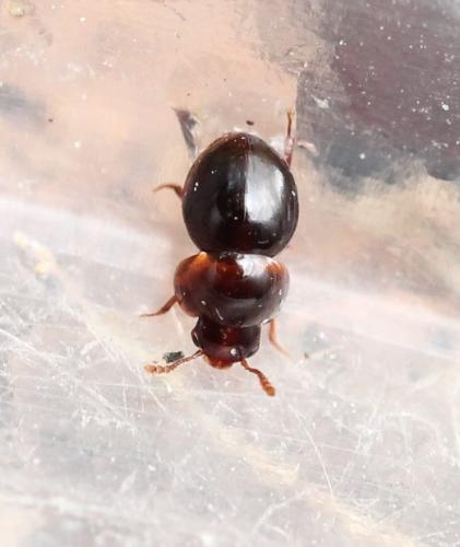Réf. 125 953 : Agathidium sp.