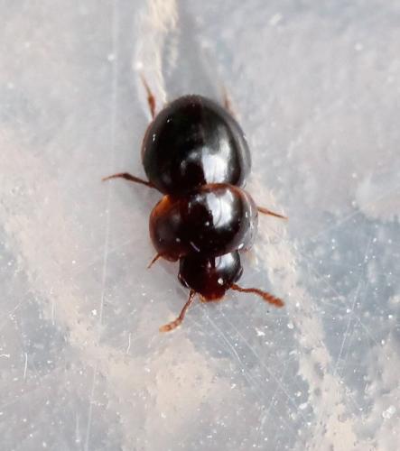 Réf. 125 954 : Agathidium sp.