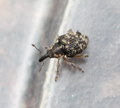 Réf. 125 957 : Pelenomus waltoni