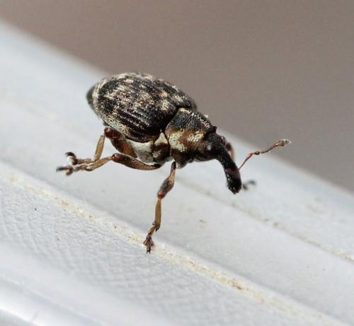 Pelenomus waltoni