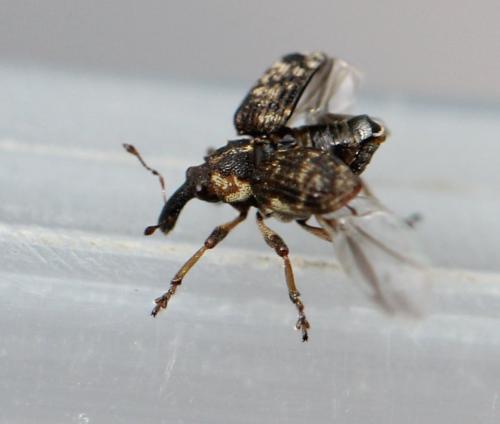 Pelenomus waltoni