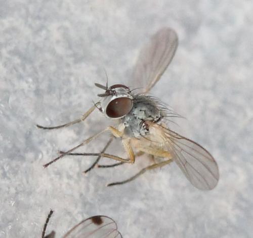 Coenosia sp.