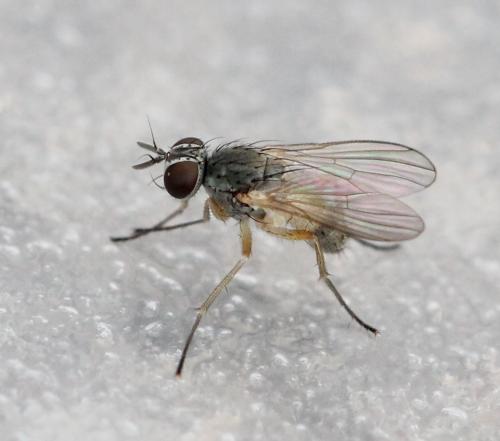 Coenosia sp.