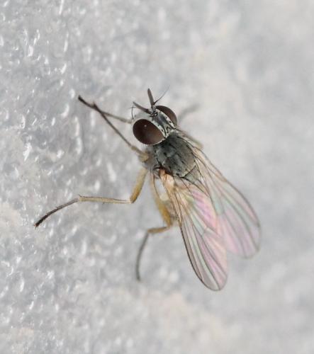 Réf. 125 984 : Coenosia sp.