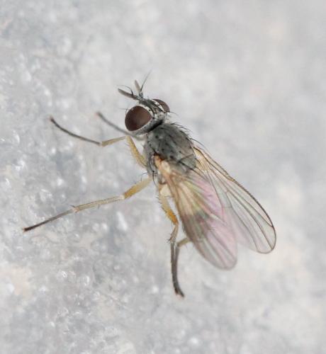 Coenosia sp.