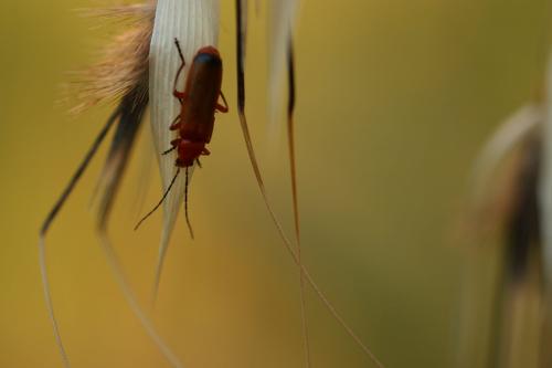 Rhagonycha fulva