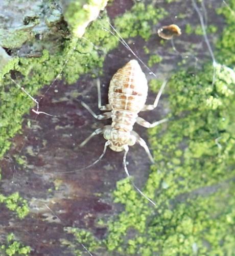 Réf. 125 139 : Mesopsocus laticeps