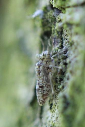 Réf. 125 140 : Mesopsocus laticeps