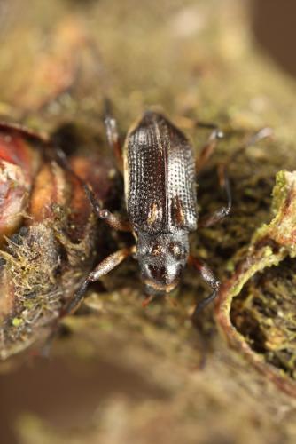 Macronychus quadrituberculatus