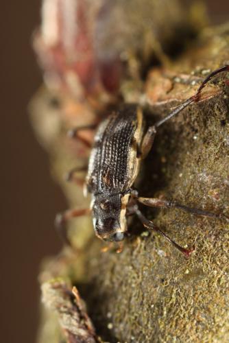 Macronychus quadrituberculatus