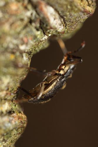 Macronychus quadrituberculatus