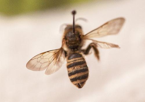 Réf. 125 599 : Halictus scabiosae