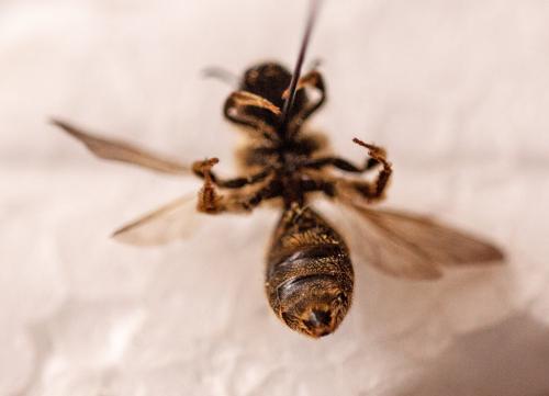 Réf. 125 600 : Halictus scabiosae