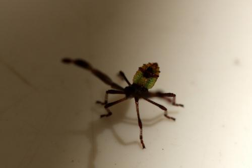 Réf. 125 593 : Gonocerus sp.