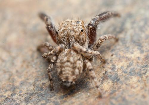 Réf. 125 219 : Neaetha membrosa