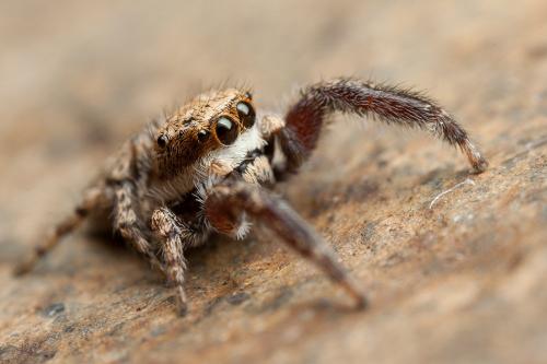 Réf. 125 222 : Neaetha membrosa