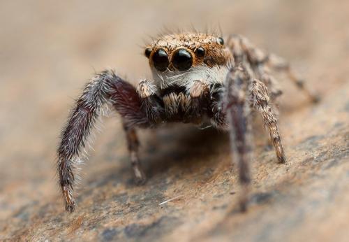 Réf. 125 223 : Neaetha membrosa