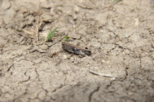 Aiolopus sp.
