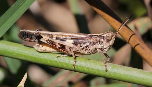Réf. 125 245 : Aiolopus thalassinus corsicus