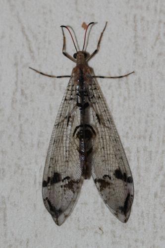 Dendroleon pantherinus