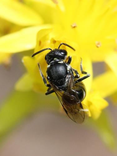 Hylaeus sp.