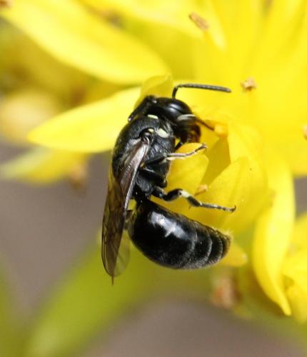Hylaeus sp.