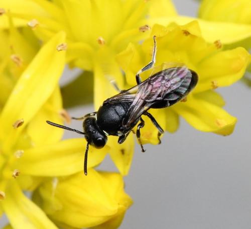 Réf. 125 442 : Hylaeus sp.