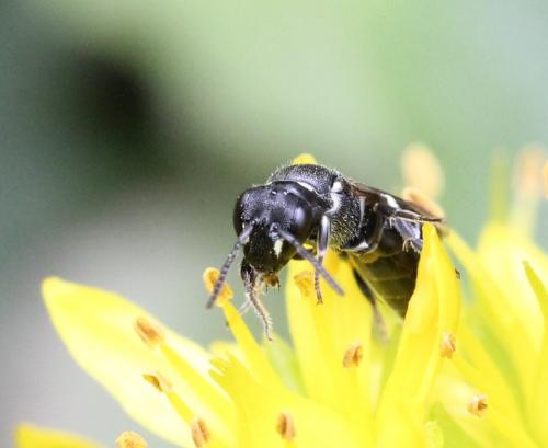 Hylaeus sp.