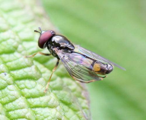 Melanostoma sp.