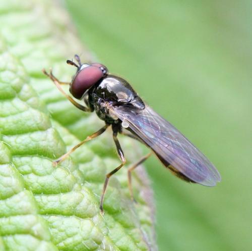 Melanostoma sp.