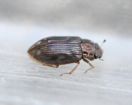 Helophorus sp.