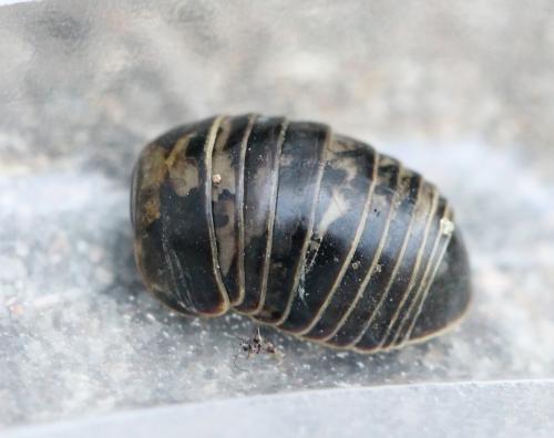Glomeris marginata