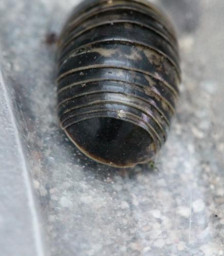Glomeris marginata