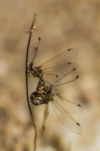 Deleproctophylla dusmeti