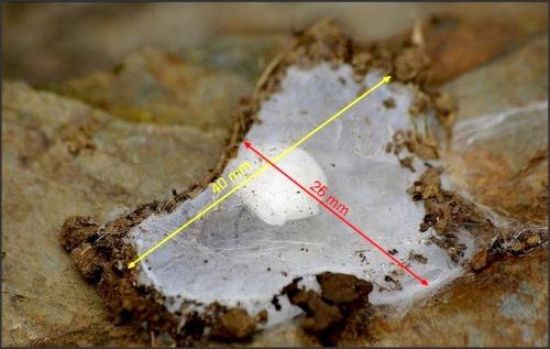 Réf. 125 784 : Drassodes sp.