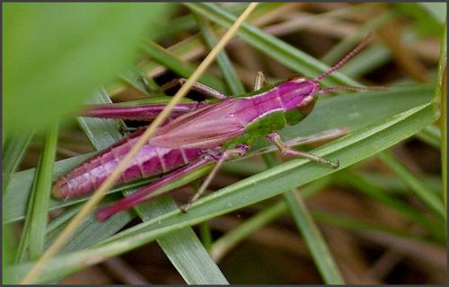 Réf. 125 910 : Pseudochorthippus parallelus