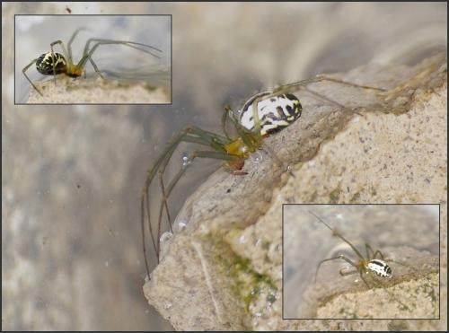 Réf. 125 673 : Neriene emphana
