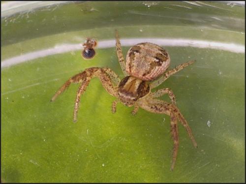 Xysticus sp.