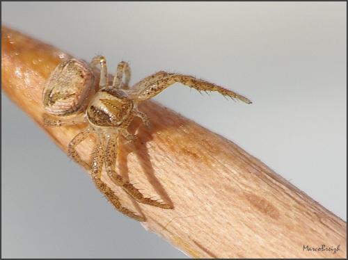 Xysticus sp.
