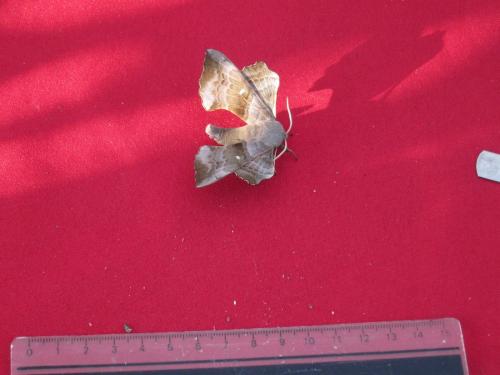Laothoe populi