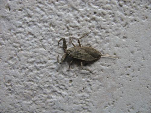 Réf. 125 412 : Nepa cinerea
