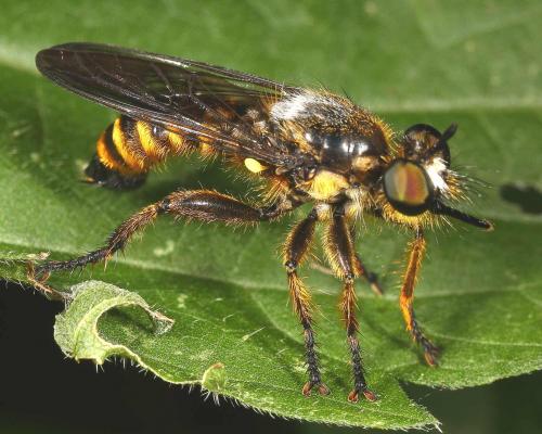 Réf. 125 495 : Choerades fimbriata