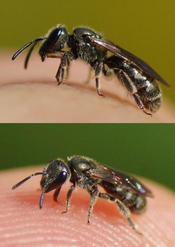 Réf. 125 536 : Lasioglossum sp.