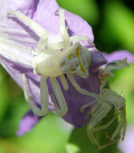 Thomisus onustus