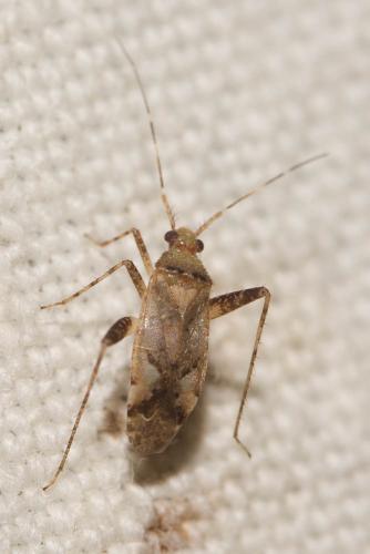 Phytocoris sp.