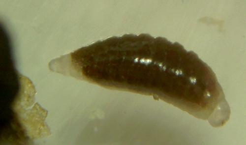 Réf. 125 644 : Torymoides sp.