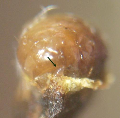 Réf. 125 643 : Torymoides sp.