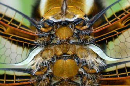 Libellula depressa