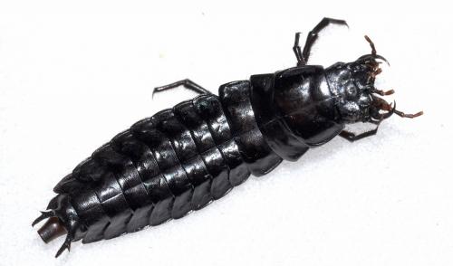 Réf. 125 638 : Carabus intricatus