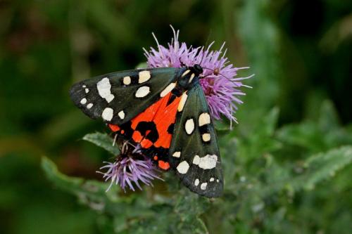 Réf. 125 108 : Callimorpha dominula